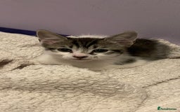 Mixed Breed cats for sale: RARE female polydactyl and one male kitten - Image 3