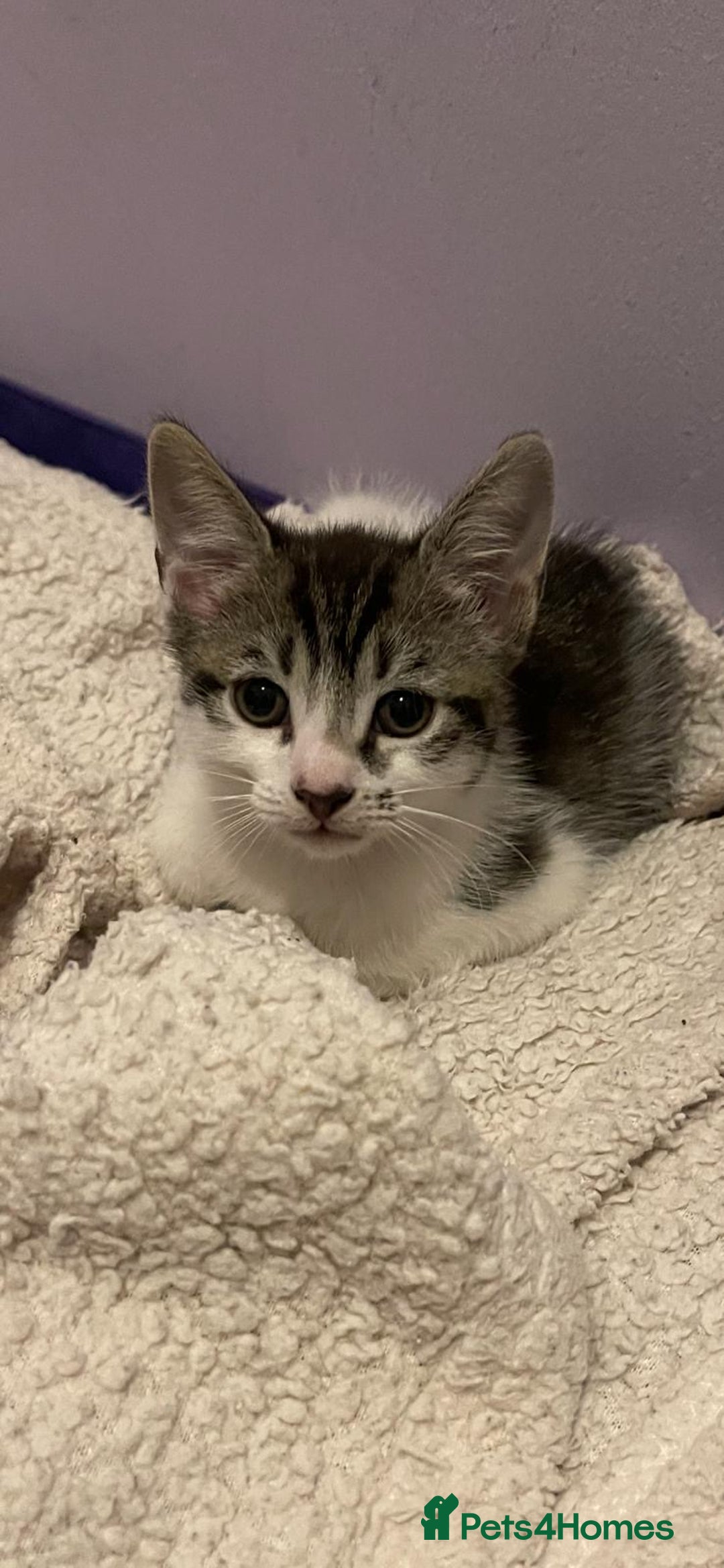 Mixed Breed cats for sale: RARE female polydactyl and one male kitten - Image 3