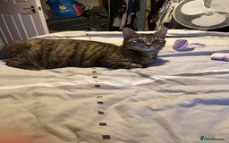 Mixed Breed cats for sale: Adorable female kitten and her mother! ASAP - Image 4