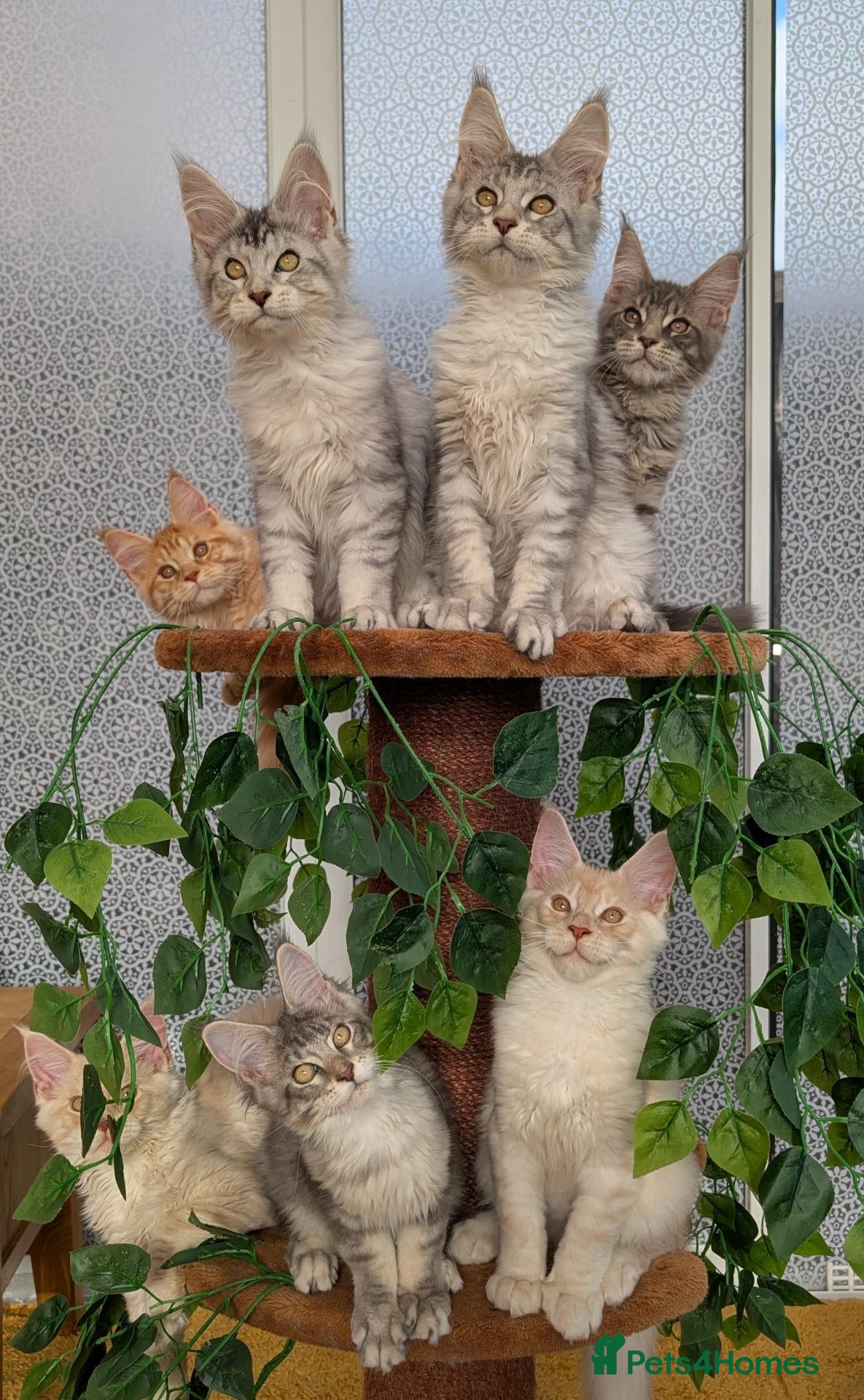 Maine Coon cats Stunning Tica registered Maine coons - Advert 1