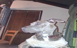 Mixed Breed dogs for sale: Luna  - Image 2