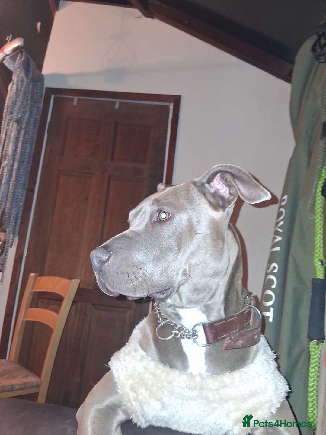 Mixed Breed dogs for sale: Luna  - Image 2