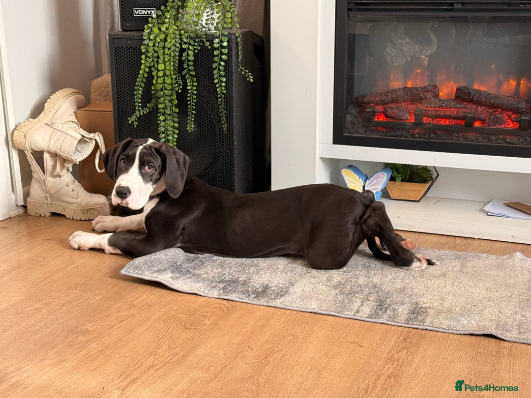 Great Dane dogs for sale: Kc reg female Great Dane 5 months old  - Advert 1