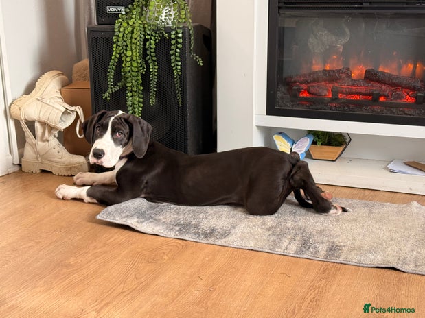 Great Dane dogs Kc reg female Great Dane 5 months old - Advert 2