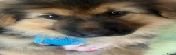 German Shepherd dogs for sale: German sheprherd puppy - Advert 2