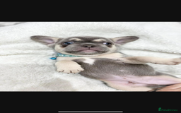French Bulldog dogs for sale: French bulldog puppies  - Image 10