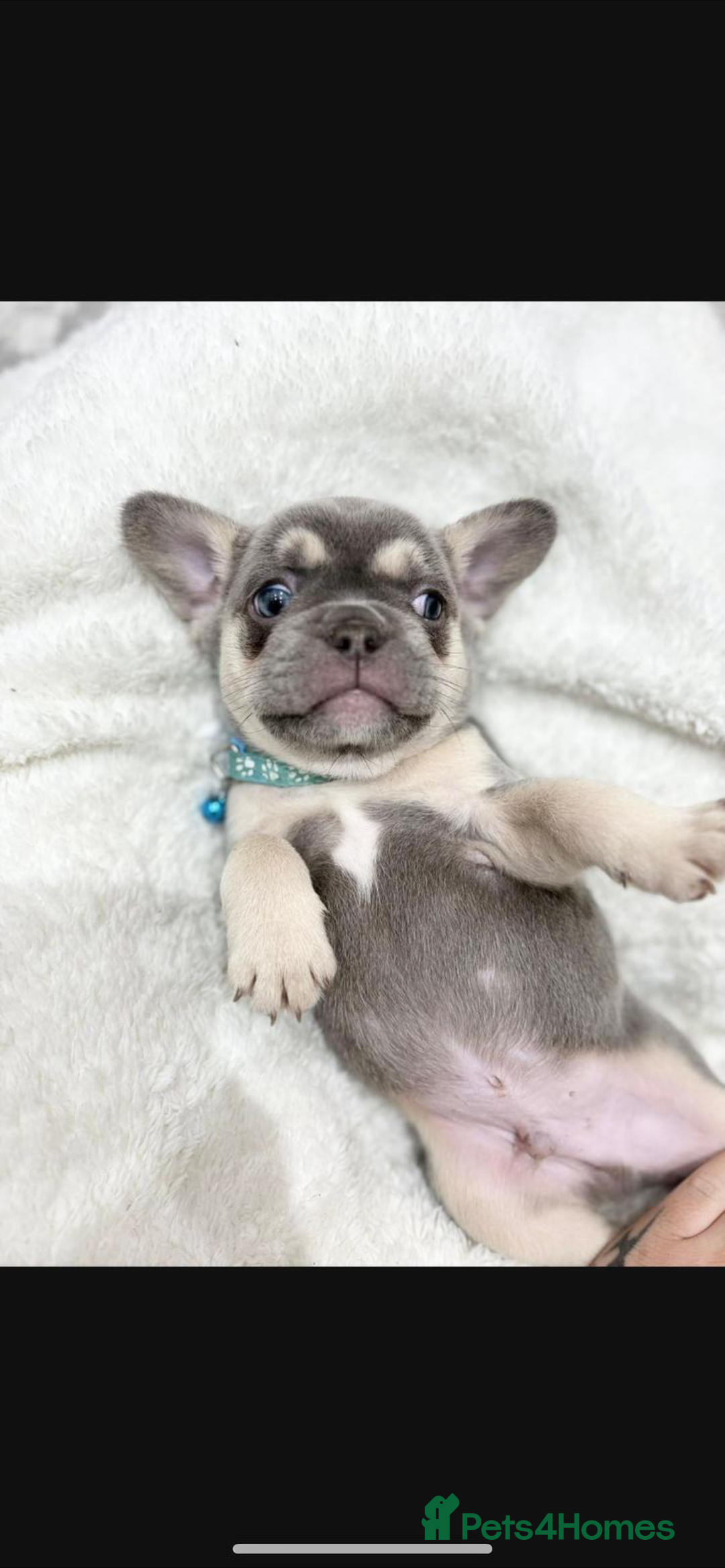French Bulldog dogs for sale: French bulldog puppies  - Image 10