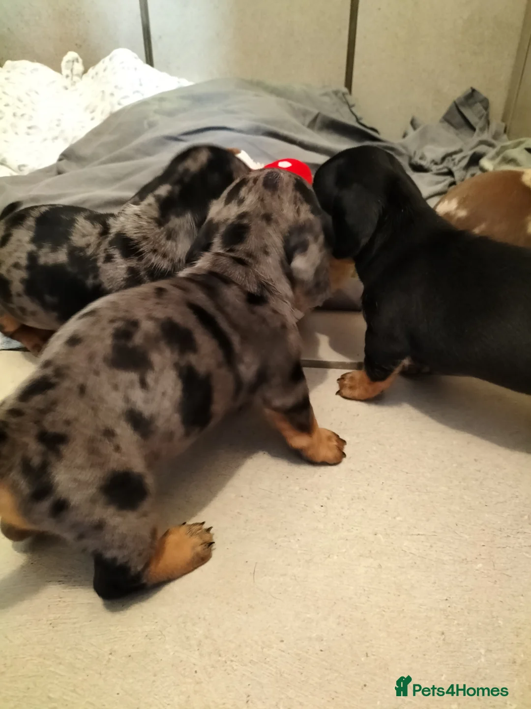 Miniature Dachshund dogs for sale: Beautiful miniature dachshunds 😊 - Advert 2