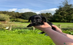 Cocker Spaniel dogs for sale: Ready now KC registered DNA clear  - Image 11
