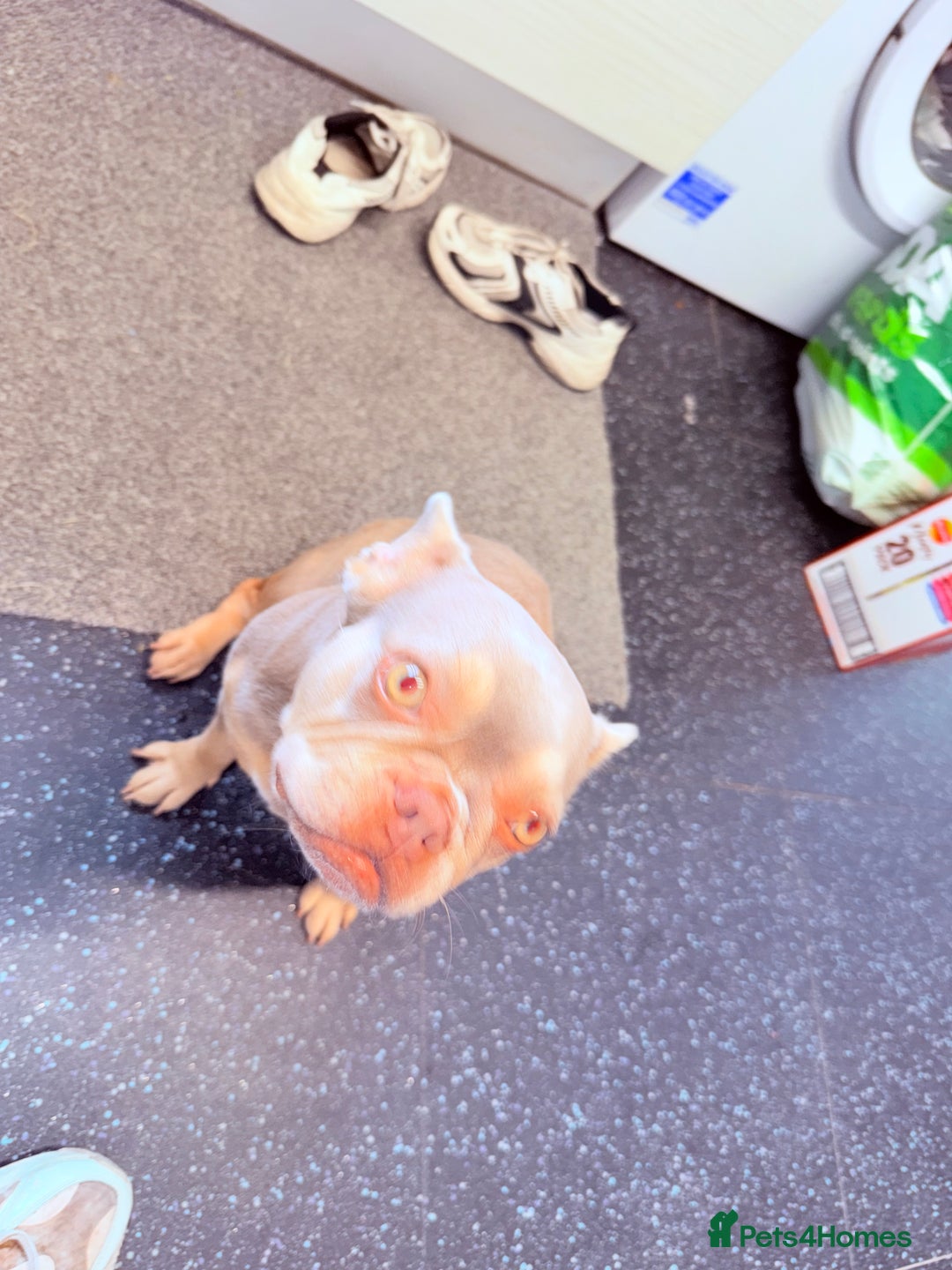 French Bulldog dogs for sale: Bambi - Image 2