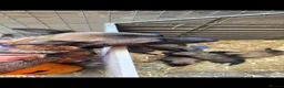 Belgian Shepherd Dog dogs for sale: BELGIAN MALINOIS PUPPIES – DEPOSITS BEING TAKEN - Advert 3