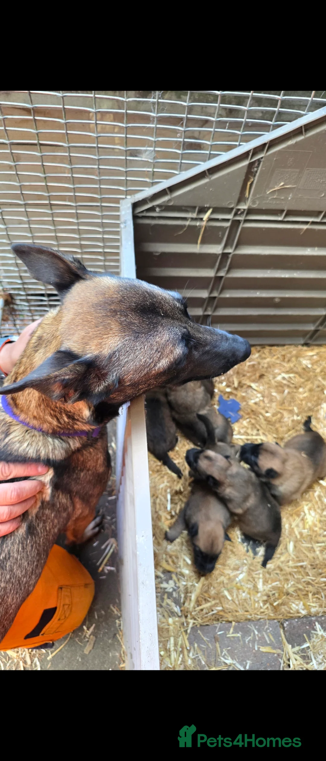 Belgian Shepherd Dog dogs for sale: BELGIAN MALINOIS PUPPIES – DEPOSITS BEING TAKEN - Advert 3
