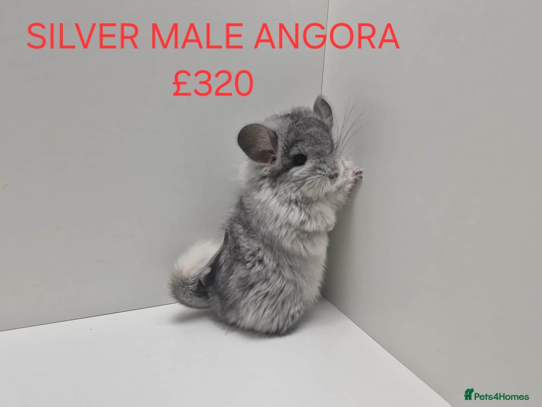 Chinchilla rodents for sale: STUNNING BABIES CHINCHILLA MIX COLOURS AND GENDER  - Advert 11