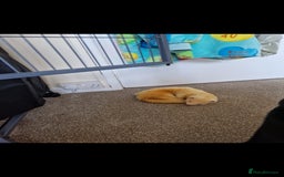 Ferret rodents for sale: 2 Male Albino Ferrets With Everything  - Image 21