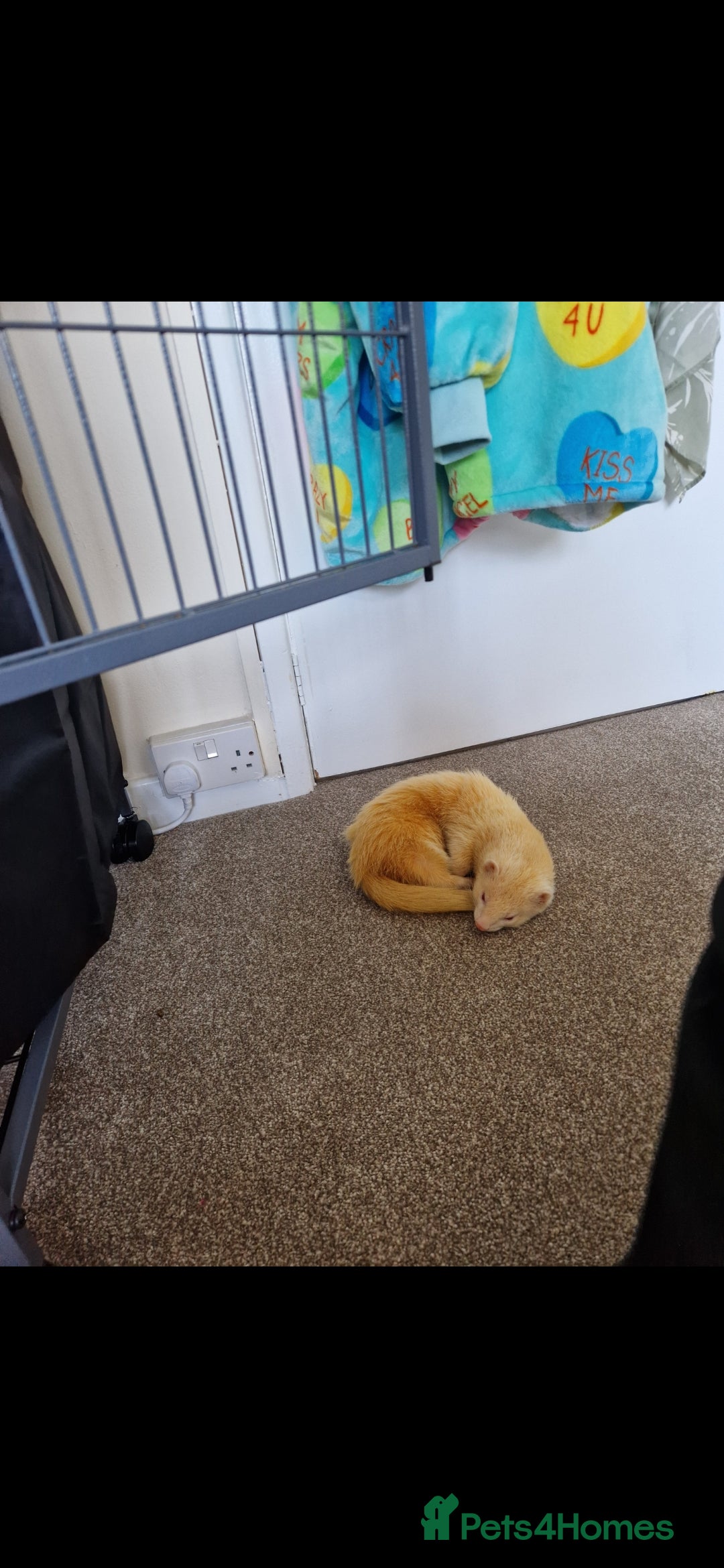 Ferret rodents for sale: 2 Male Albino Ferrets With Everything  - Image 21