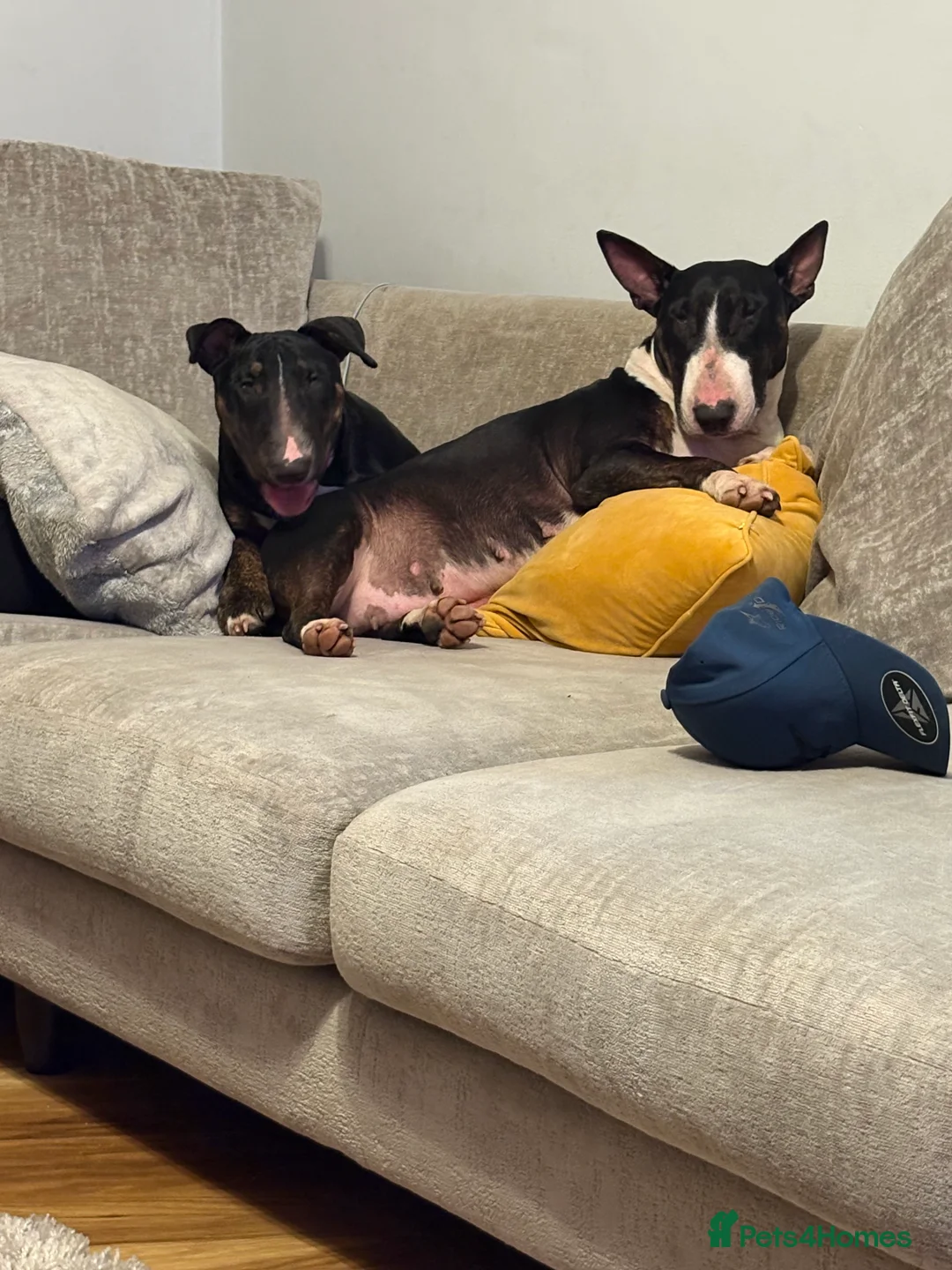 English Bull Terrier dogs for sale: English bull terrier 7 months old - Advert 1