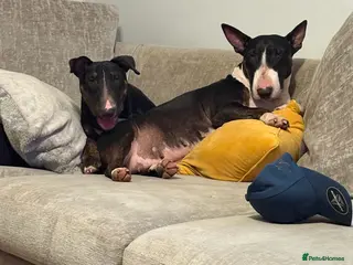 English Bull Terrier dogs English bull terrier 7 months old - Advert 17