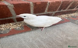 Quail poultry for sale: White Quail - Healthy & Active - Image 1
