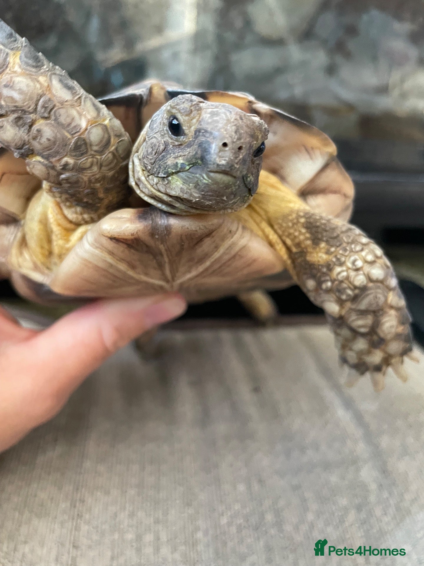 Tortoise reptiles 4 year old marginated tortoise  - Advert 12