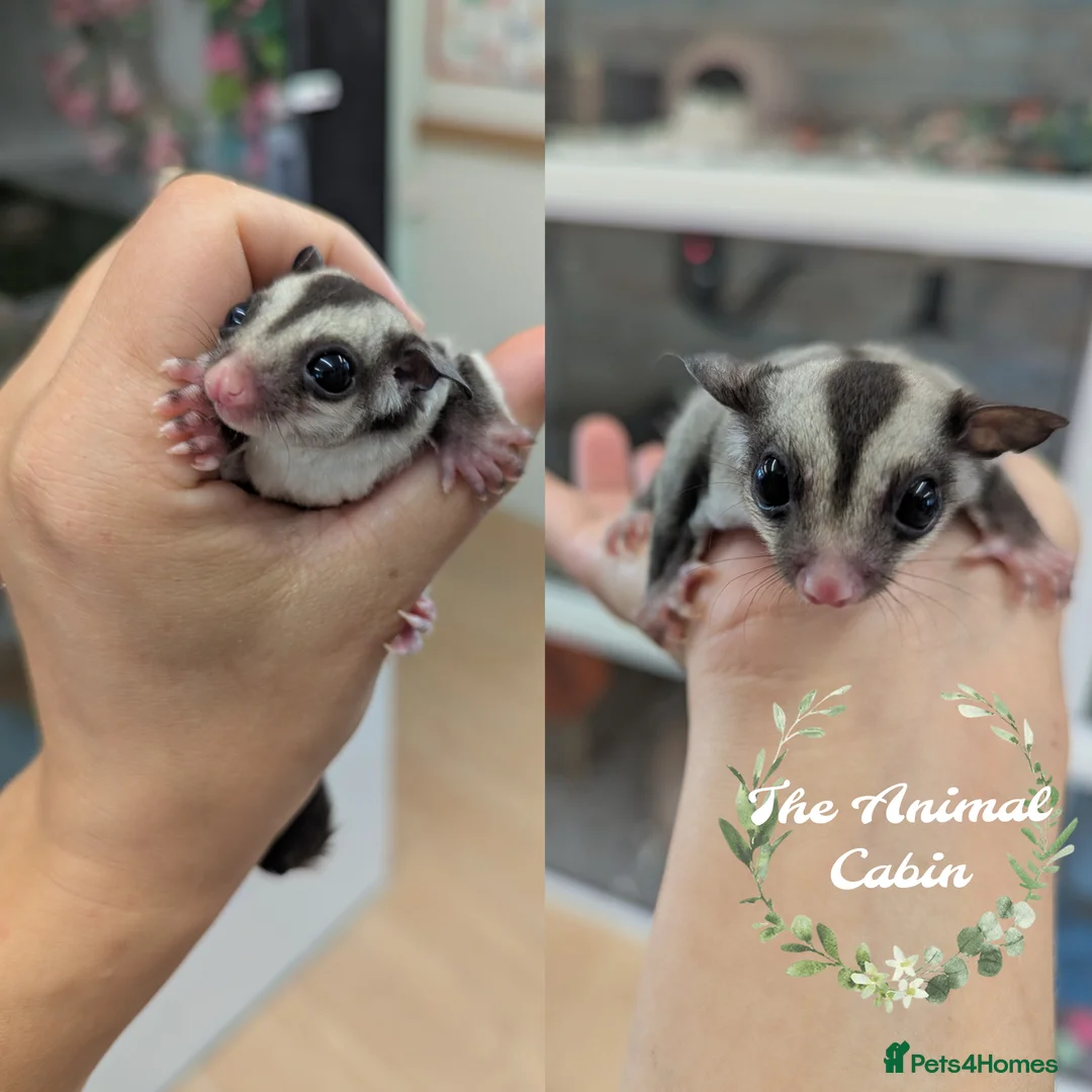 Sugar Glider rodents for sale: Baby boy sugar gliders. Very friendly and loving! - Advert 1