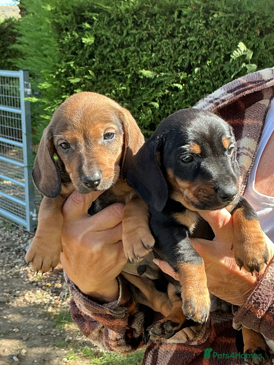 Dachshund dogs for sale: Dachshunds pure bred puppies for sale - Image 13