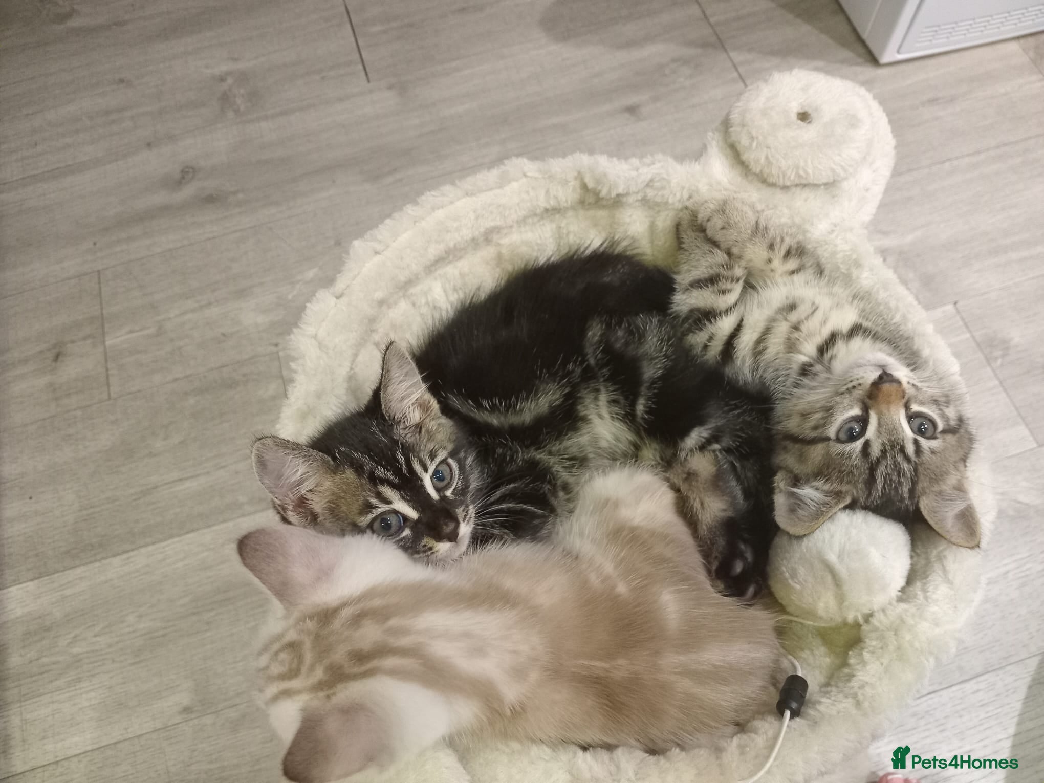 Bengal cats TWO STUNNING GIRLS MIX BENGAL KITTENS LEFT  - Advert 15