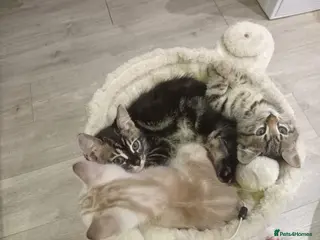 Bengal cats TWO STUNNING GIRLS MIX BENGAL KITTENS LEFT - Advert 15