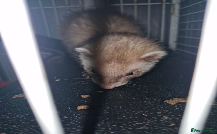 Ferret rodents - Advert 5