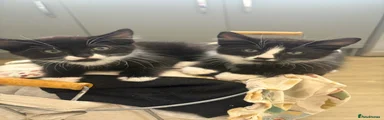 British Shorthair Kitten 5