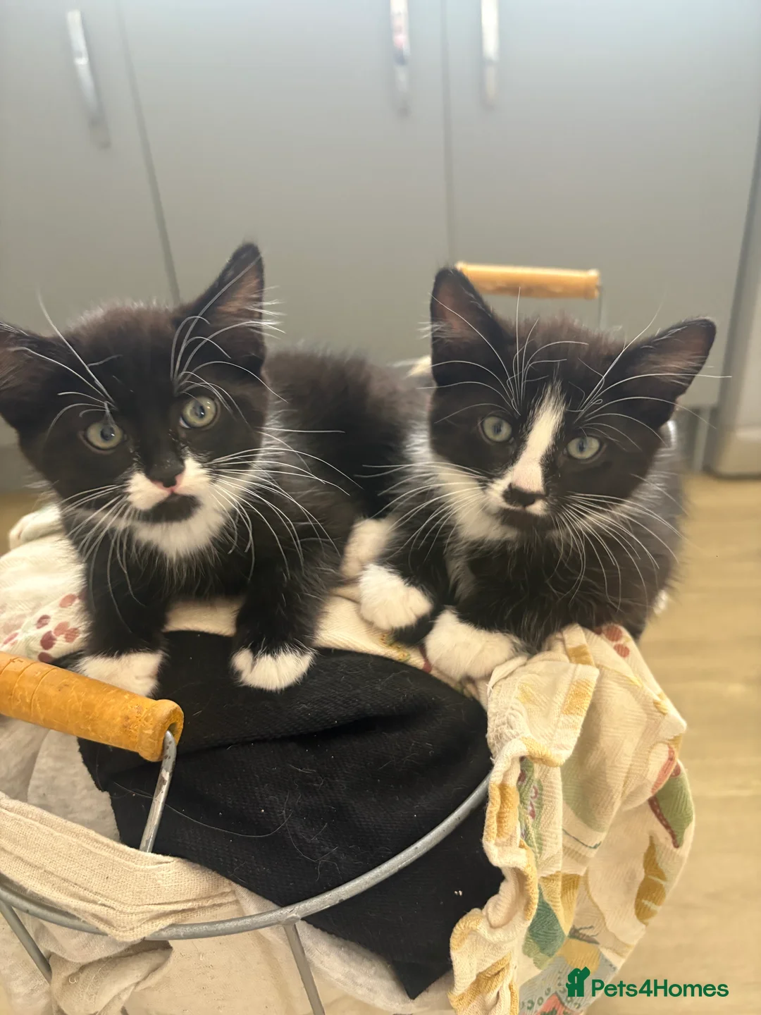 British Shorthair cats for sale: Kittens - Advert 2