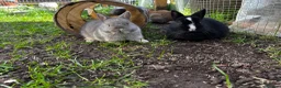 Netherland Dwarf rabbits for sale: Pure Netherland dwarf   - Advert 14