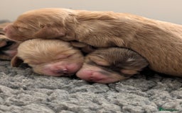 Cockapoo dogs for sale: Champion-Line Cockapoos From Health Tested Parents - Image 16