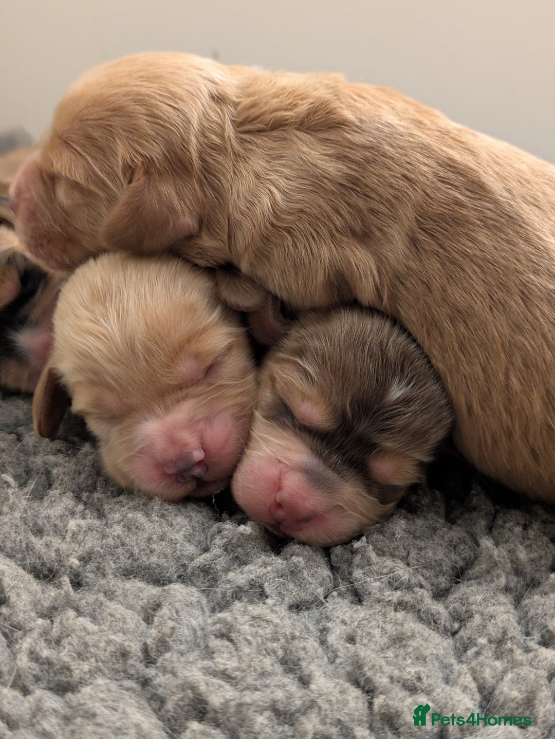 Cockapoo dogs for sale: Champion-Line Cockapoos From Health Tested Parents - Image 16