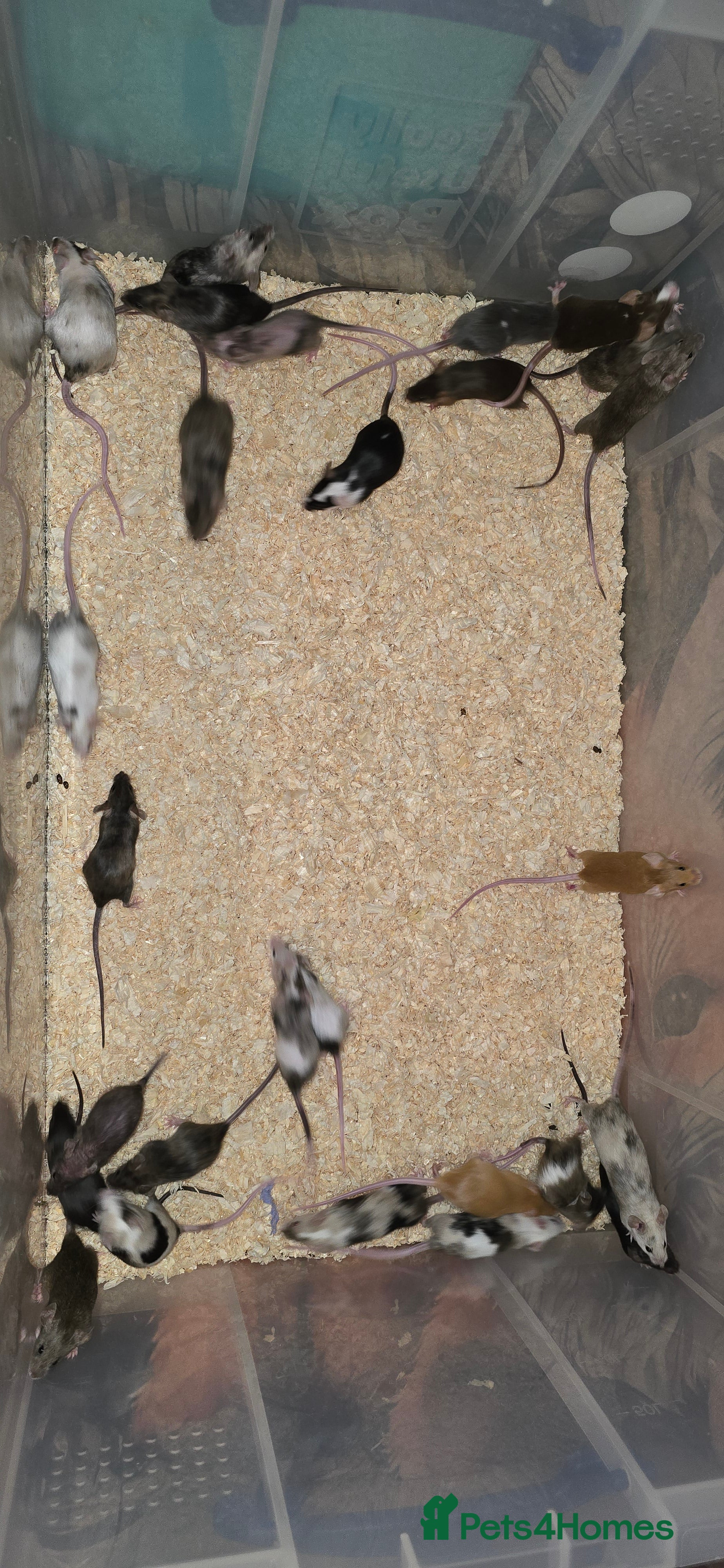 Mouse rodents Baby Fancy Mice, Mostly Female  - Advert 9