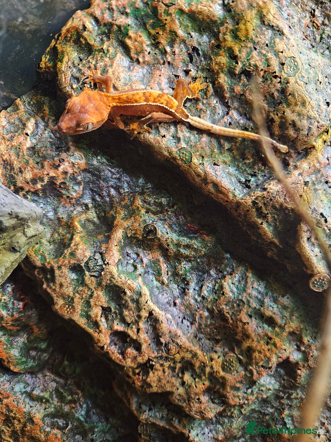 Gecko reptiles for sale: Crested gecko baby's - Advert 4