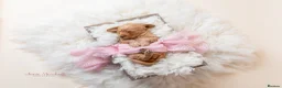 Mini Goldendoodle dogs for sale: F1 Health Tested - POLICE Dog Trainer / 5* BREEDER - Advert 6