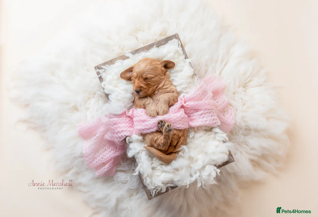 Mini Goldendoodle dogs for sale: F1 Health Tested - POLICE Dog Trainer / 5* BREEDER - Advert 2