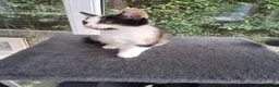 Mixed Breed cats for sale: RARE Tabico kittens 😻 Calico Tabbies  - Advert 10