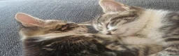 Norwegian Forest Cat cats for sale: 2 x Kittens - Advert 1