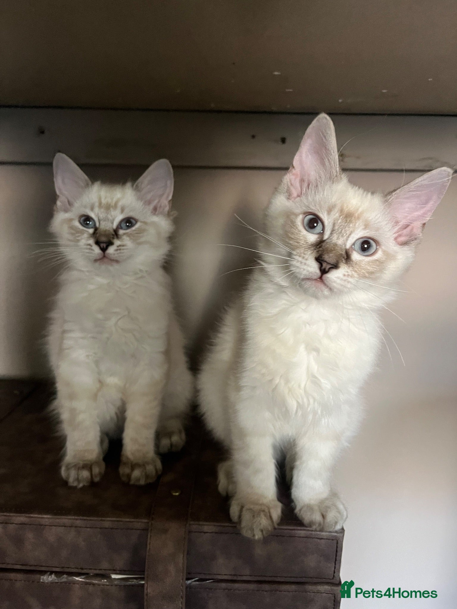 Ragdoll cats LAST BOY💙READY TO LEAVE 😌 - Advert 4