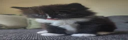 Mixed Breed cats for sale: Adorable long haired girls looking for 5* homes - Advert 16