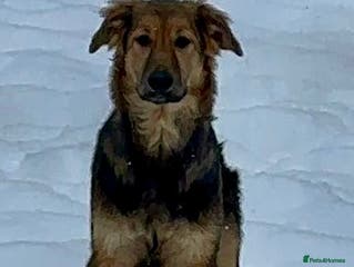 Golden Retriever dogs 🐾 RUBY – Female Golden Retriever - Advert 2