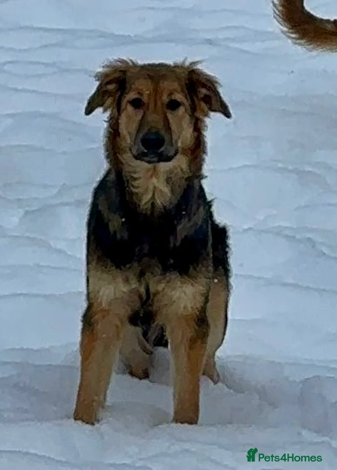 Golden Retriever dogs for adoption: 🐾 RUBY – Female Golden Retriever - Advert 1