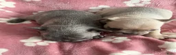 French Bulldog dogs for sale: 2 male French bulldog puppies - Advert 2