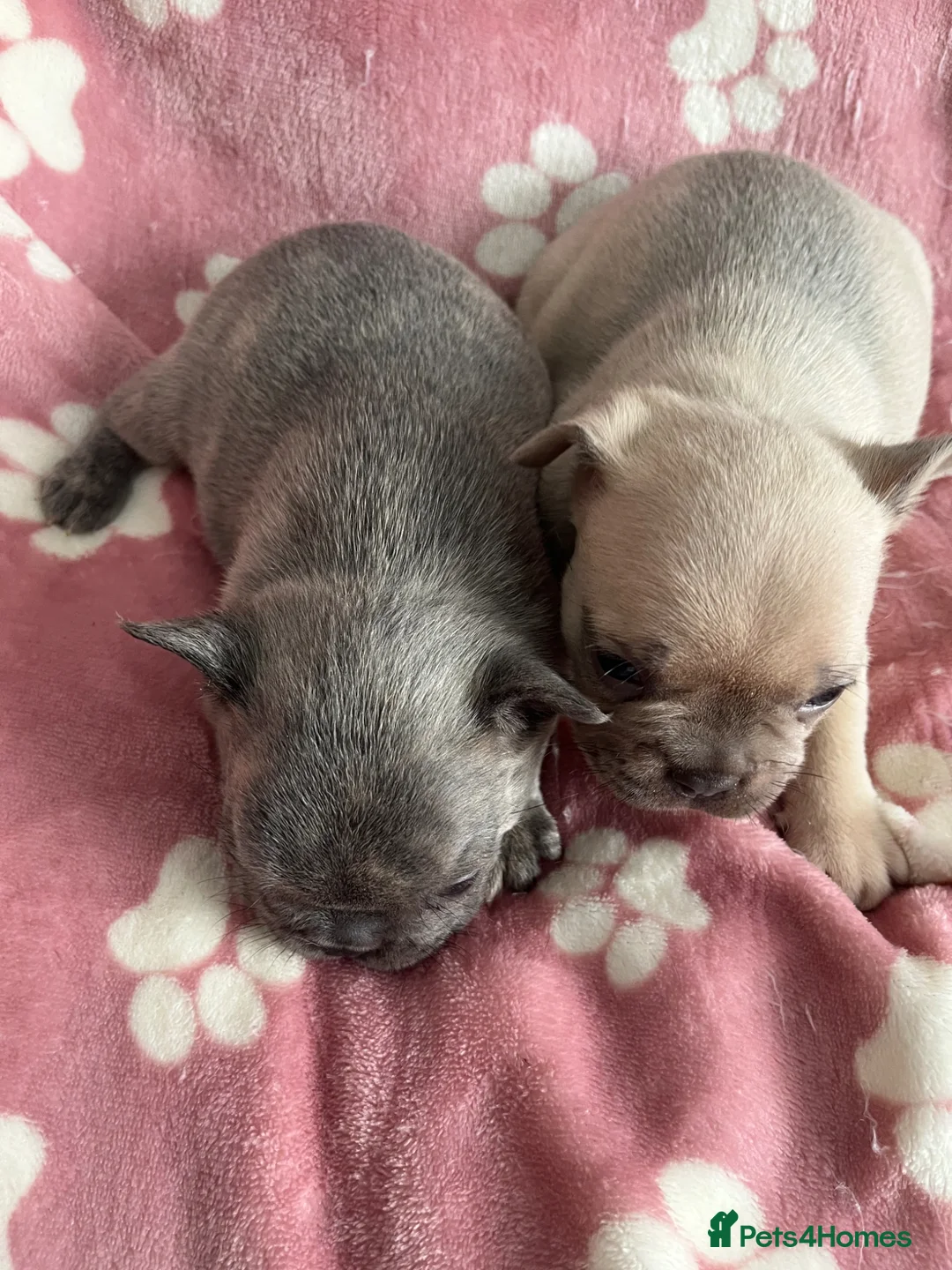 French Bulldog dogs for sale: 2 male French bulldog puppies - Advert 2