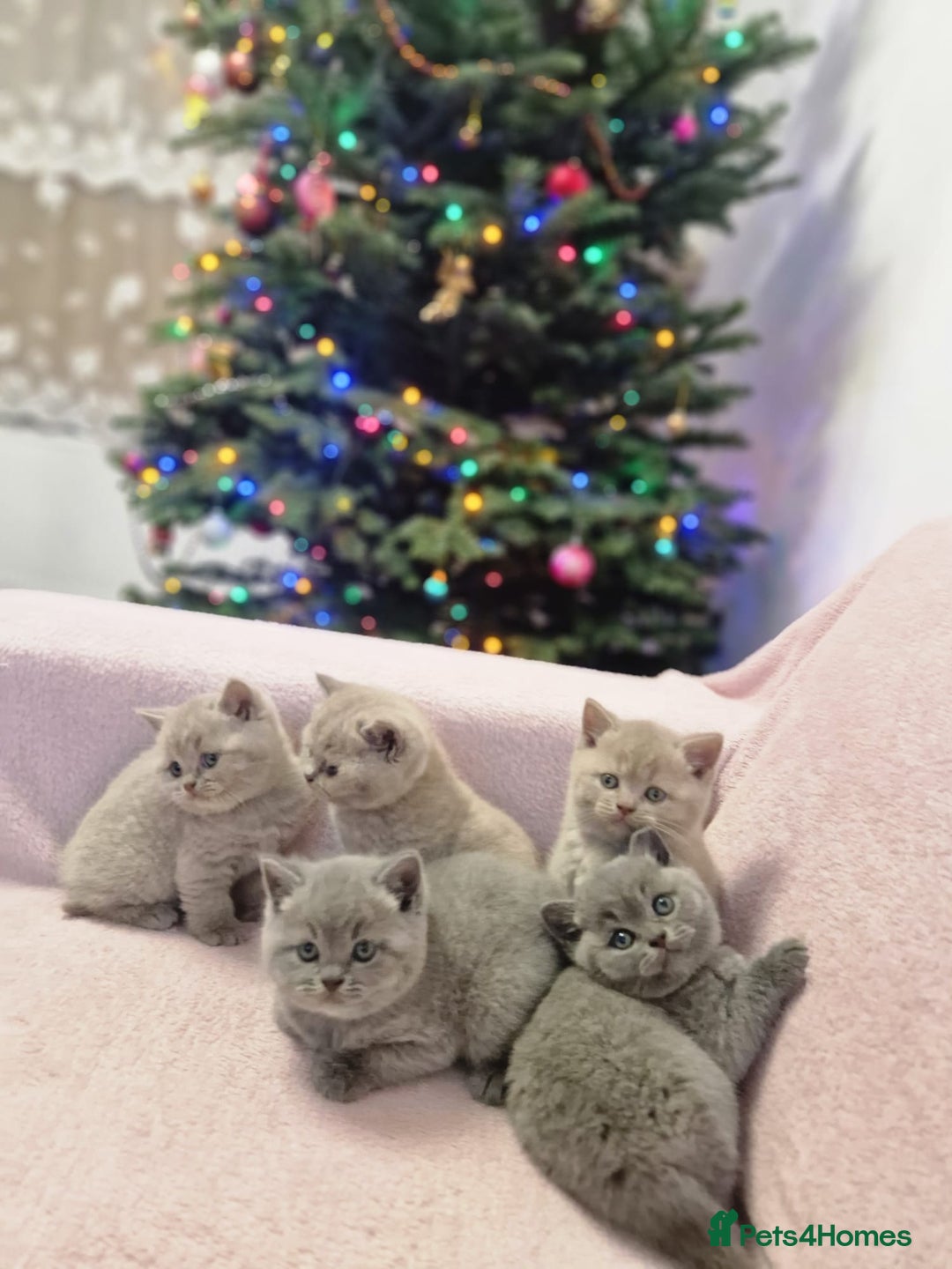 British Shorthair cats for sale: All Reserved Now. - Advert 29