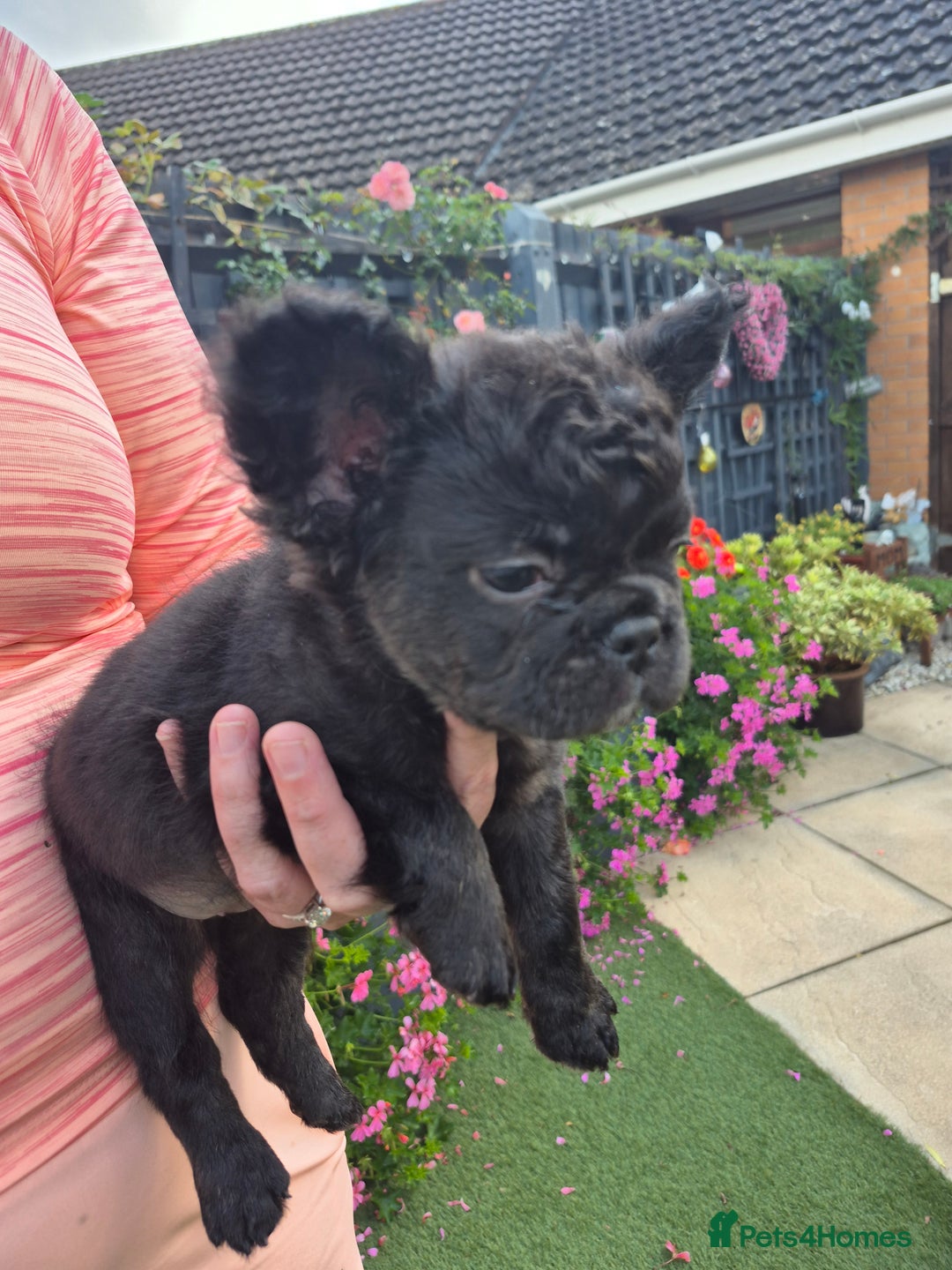 French Bulldog dogs for sale: Fluffy french bulldogs +c2  - Image 14