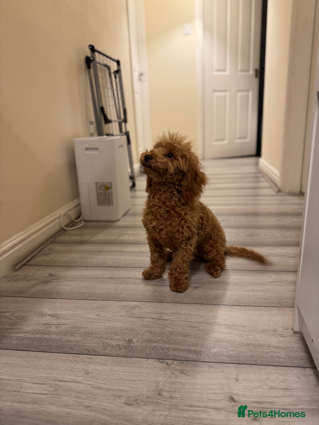 Toy Poodle dogs for sale: 6 month old toy poddle  - Advert 6