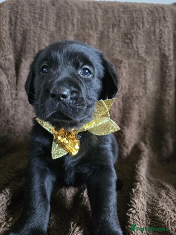 Goldador dogs - Advert 2