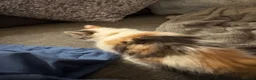 Mixed Breed cats for sale: 3 beautiful kittens in Nottingham - Advert 6